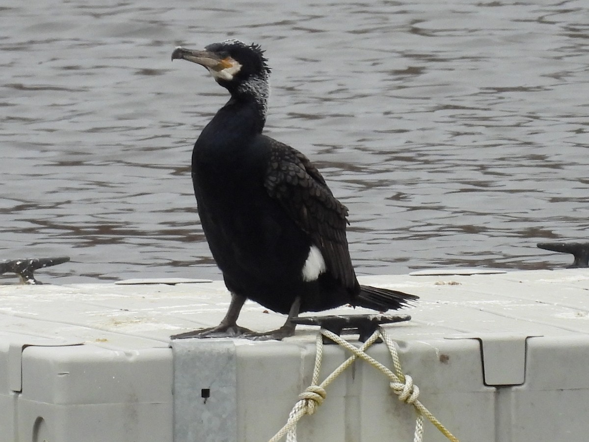 Great Cormorant - Randy Yuen