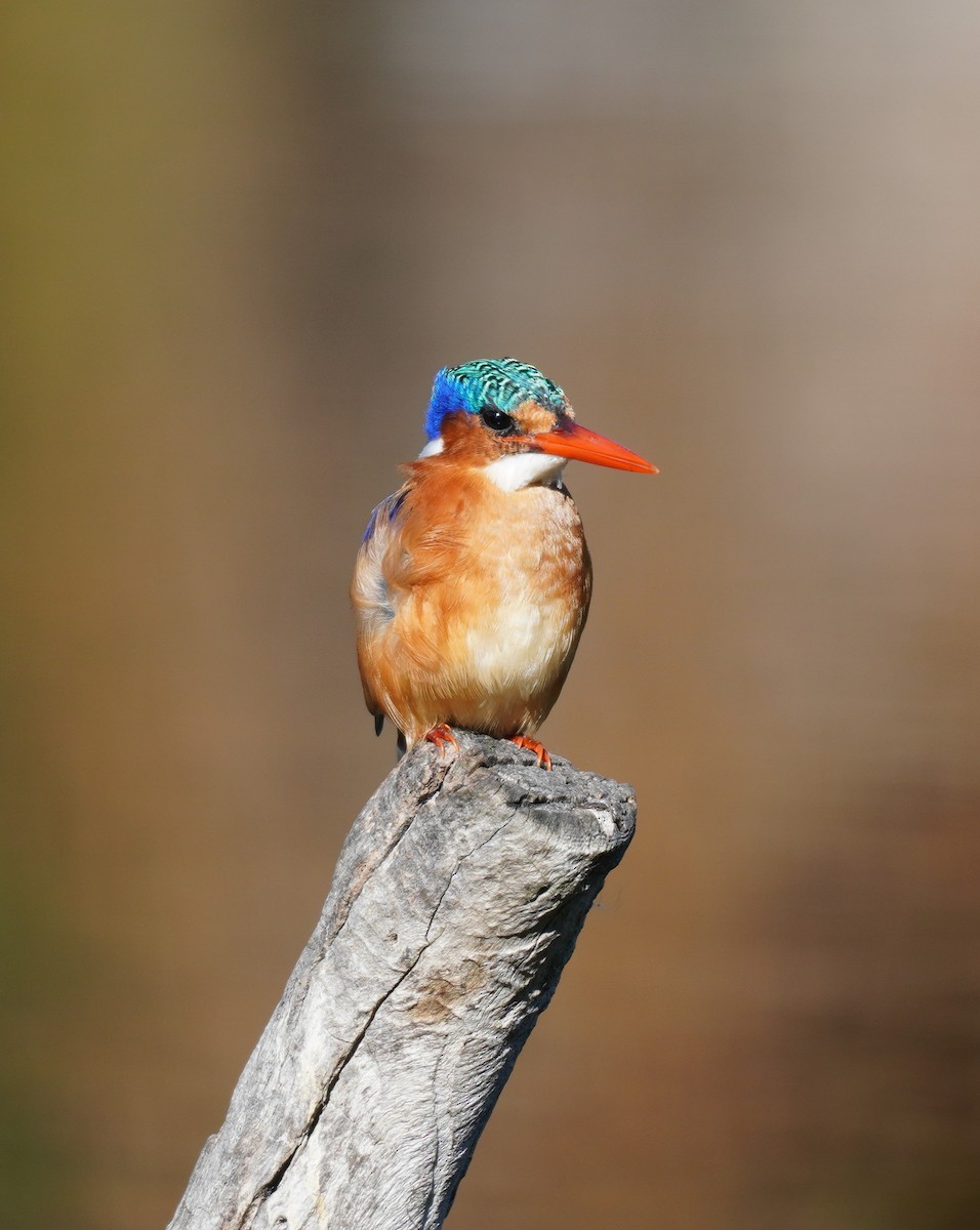 Malachite Kingfisher - ML616853391