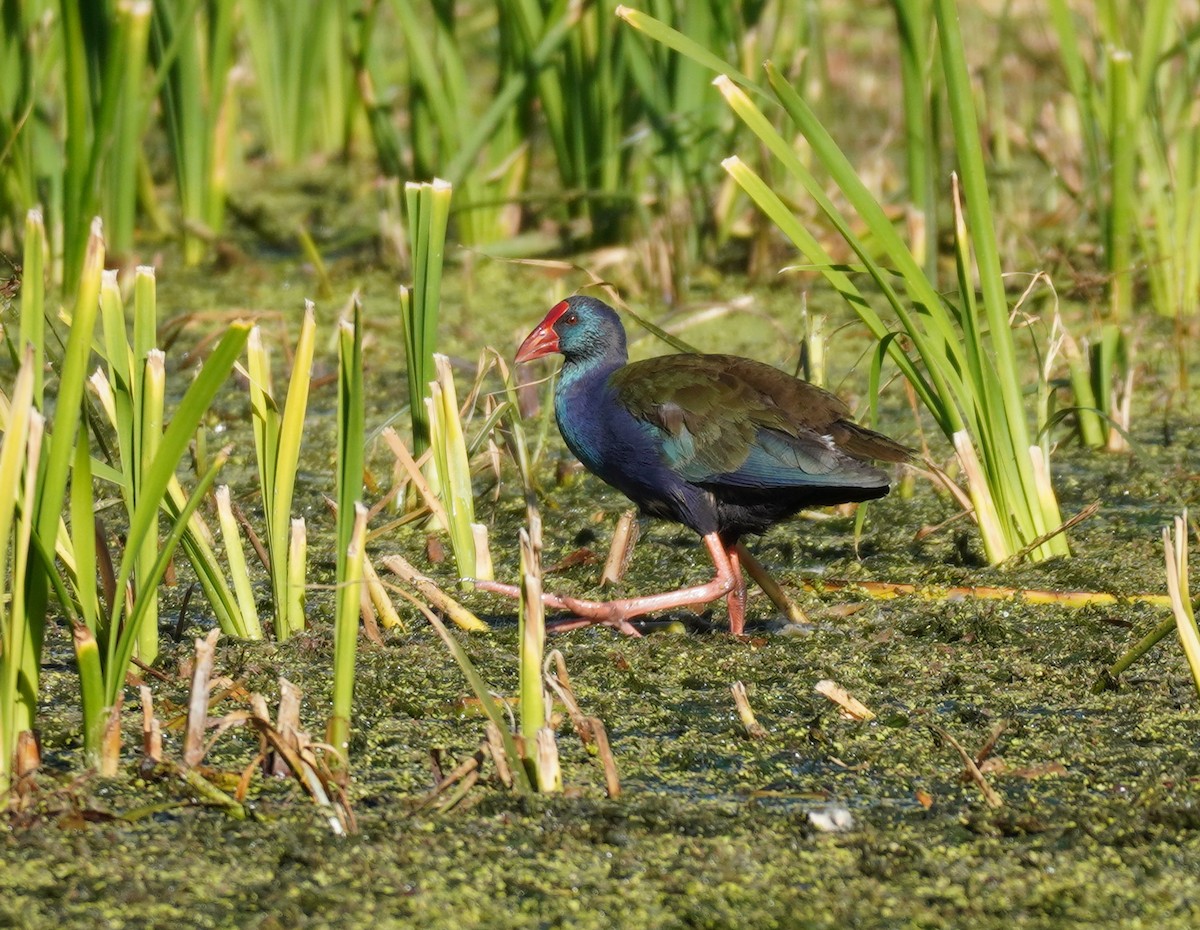 African Swamphen - ML616853396