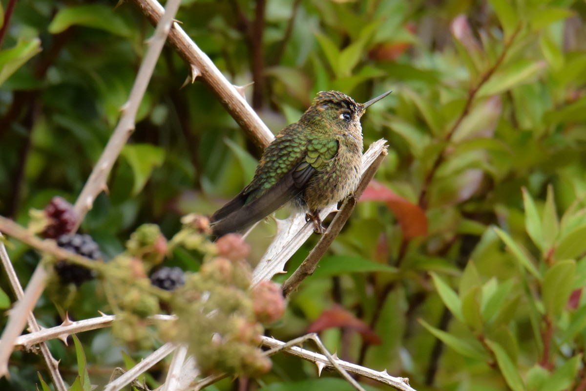 Green-backed Firecrown - ML616853398
