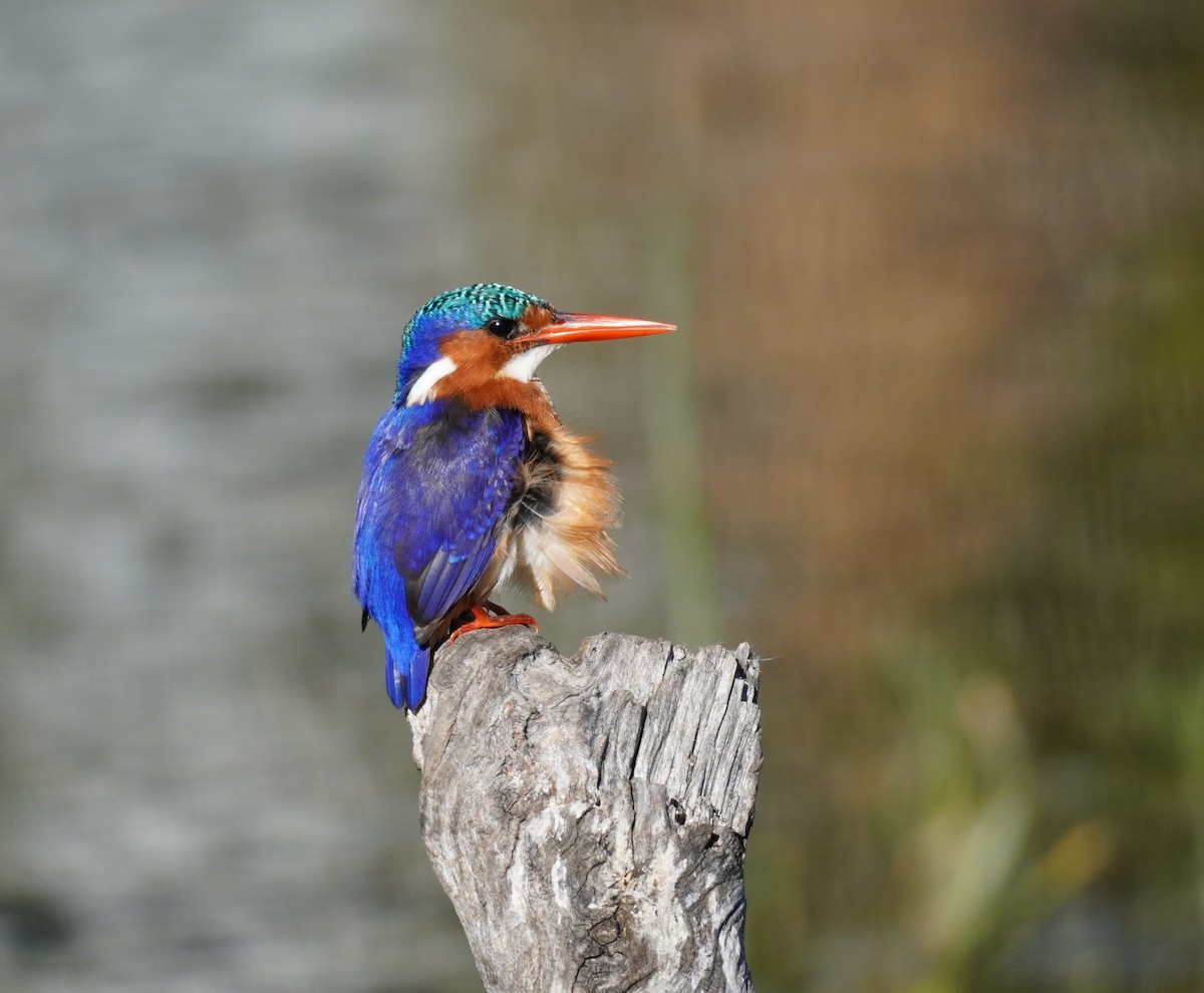 Malachite Kingfisher - ML616853399