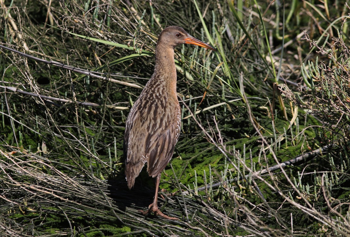 Ridgway's Rail - Steven Glynn