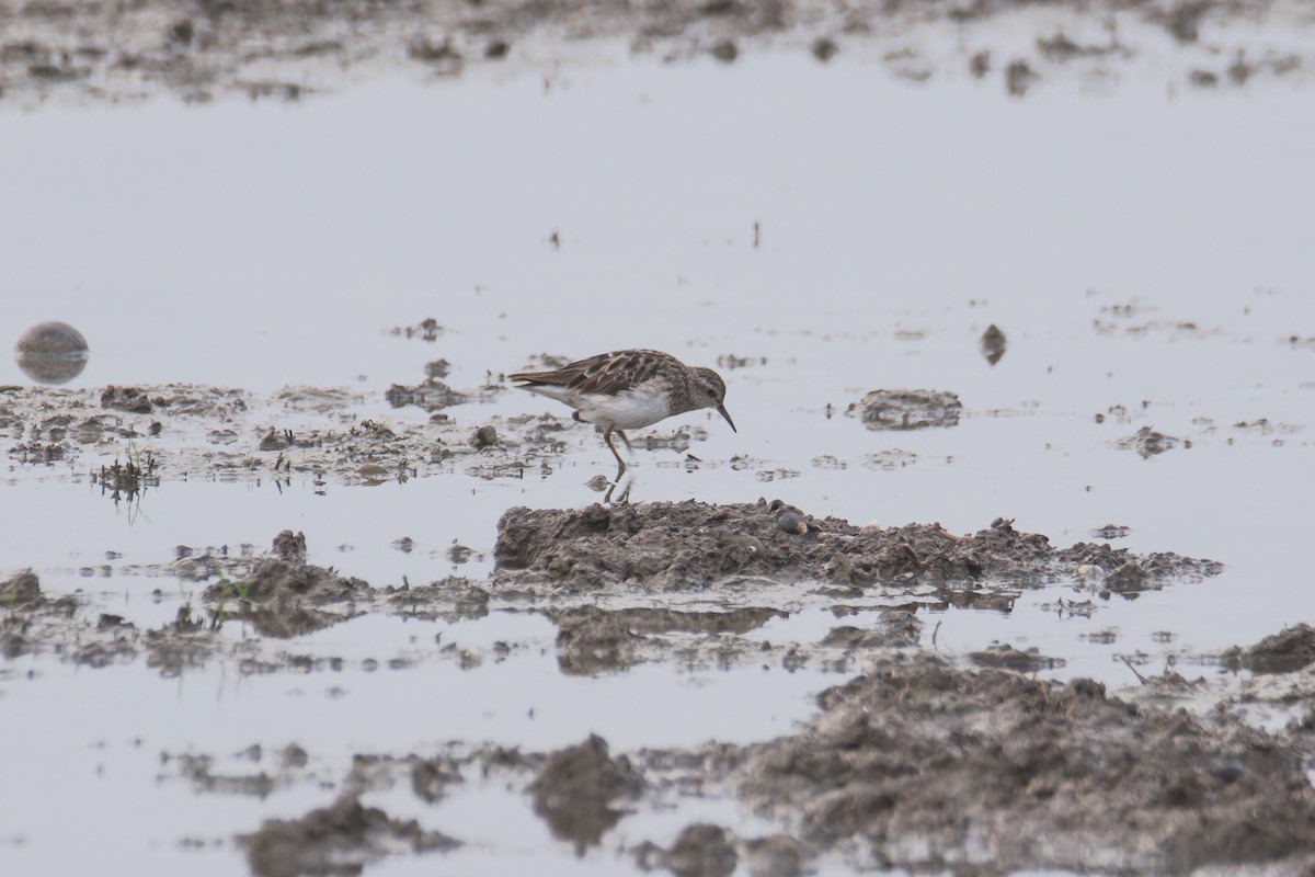 Long-toed Stint - Wich’yanan Limparungpatthanakij