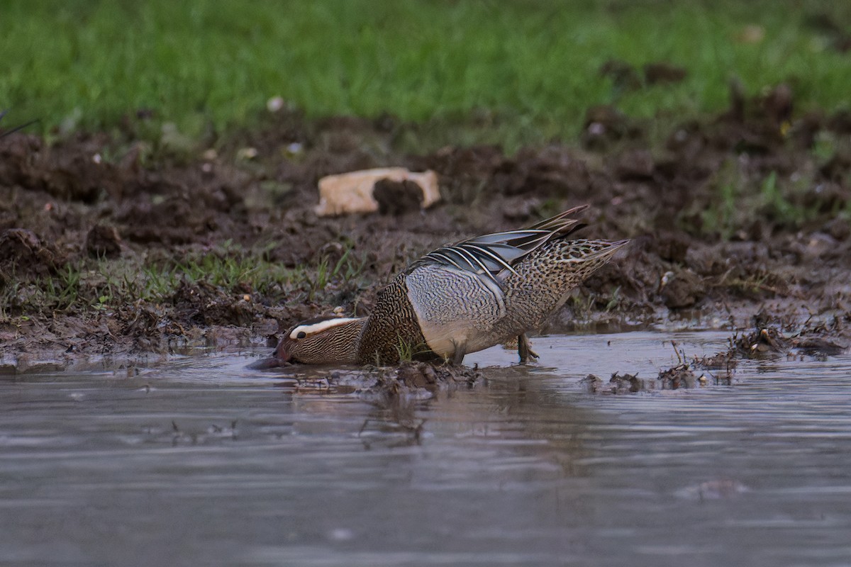 Garganey - ML616853438