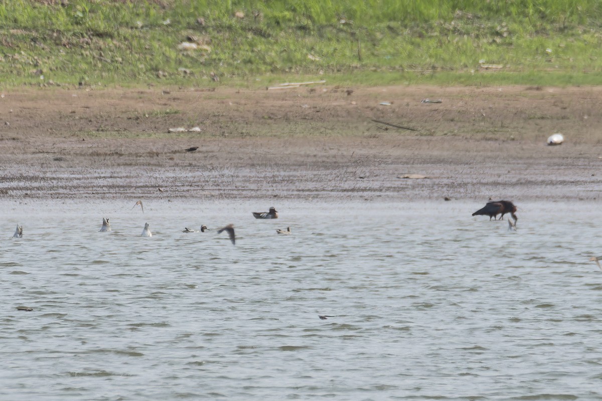 Garganey - Wich’yanan Limparungpatthanakij