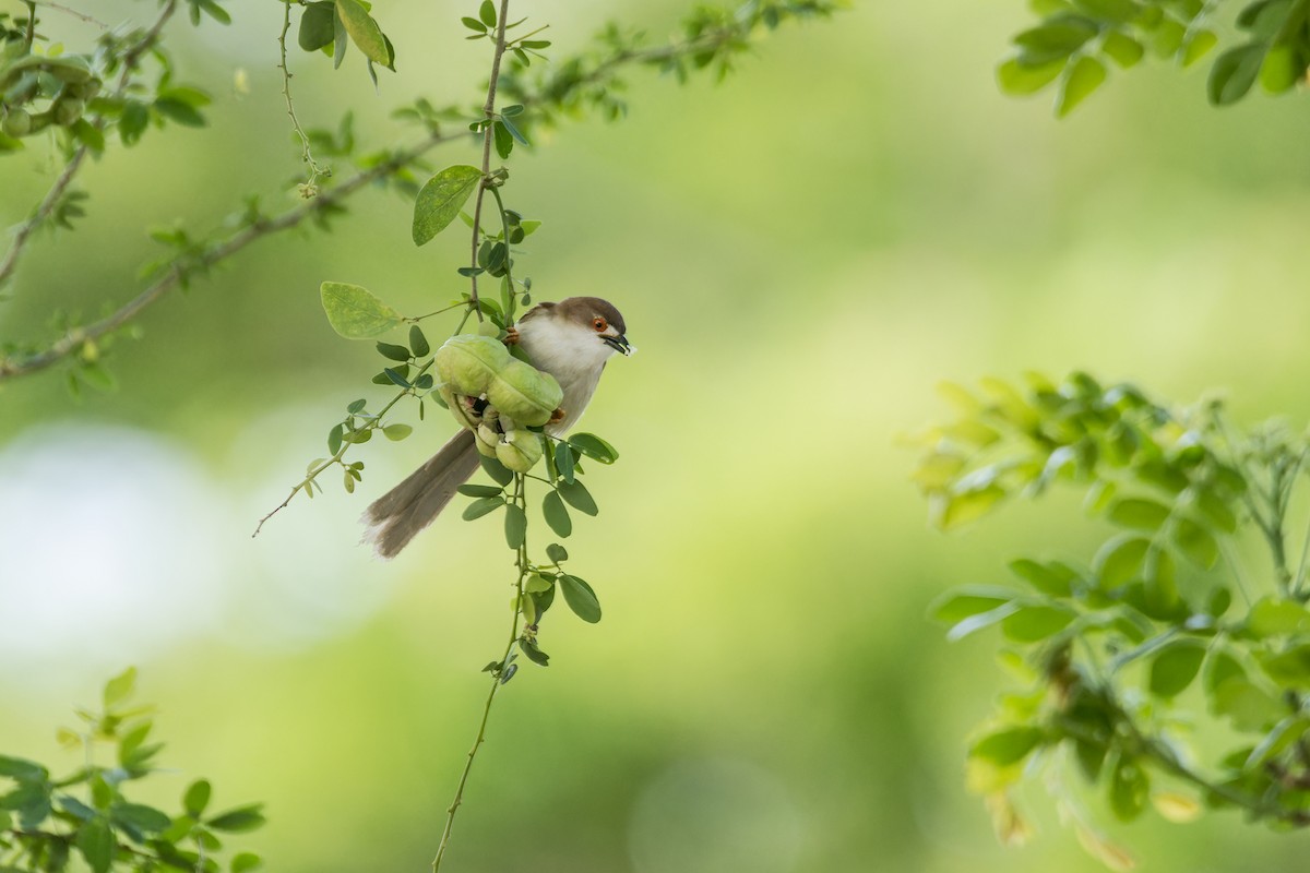 Yellow-eyed Babbler - Wich’yanan Limparungpatthanakij