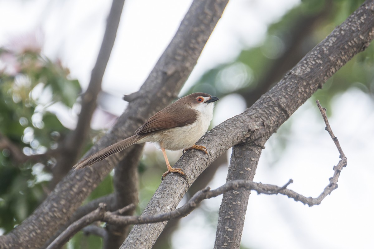 Yellow-eyed Babbler - Wich’yanan Limparungpatthanakij