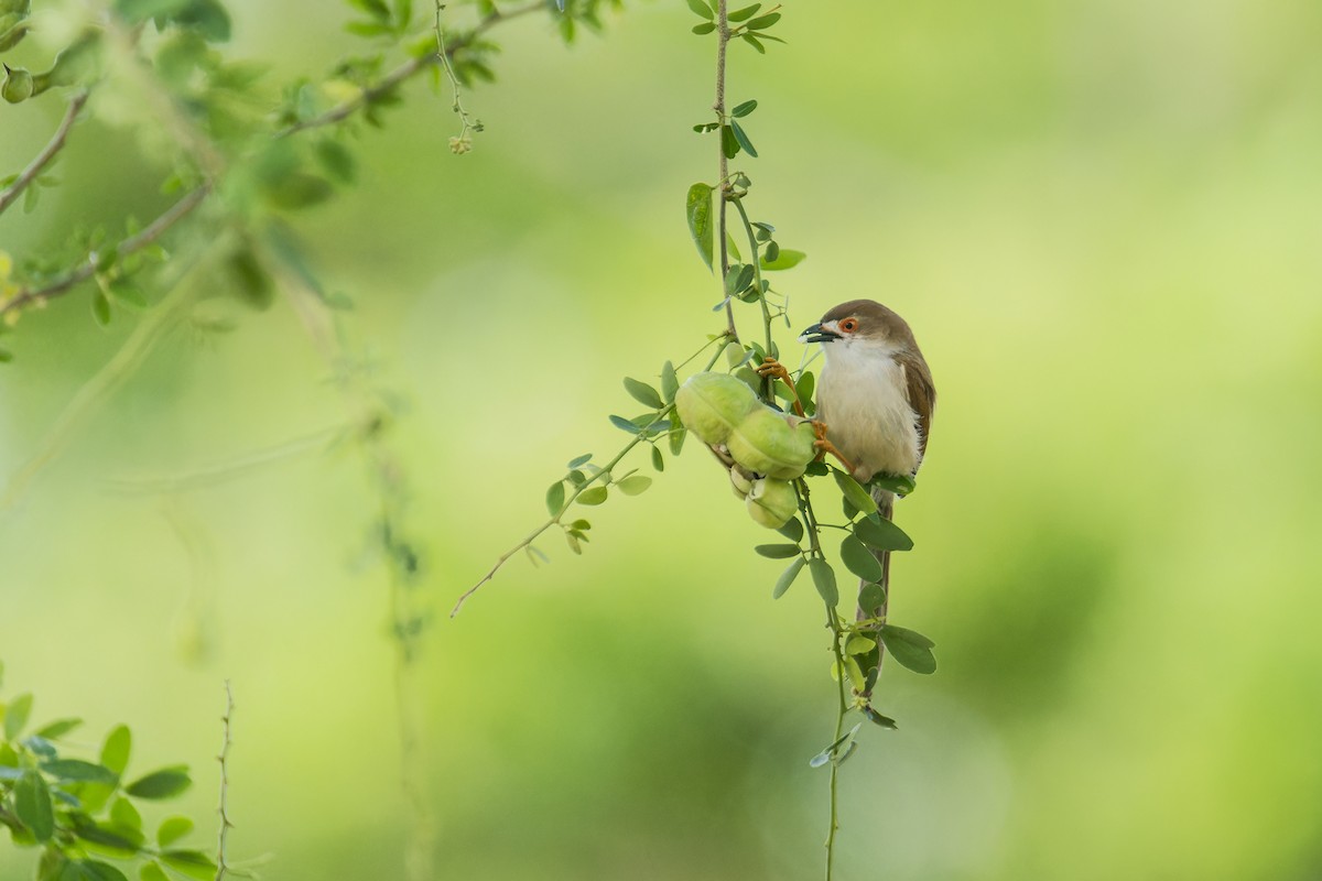 Yellow-eyed Babbler - Wich’yanan Limparungpatthanakij