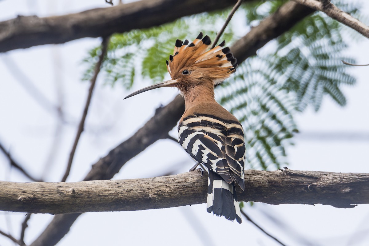 Common Hoopoe (Eurasian) - Wich’yanan Limparungpatthanakij