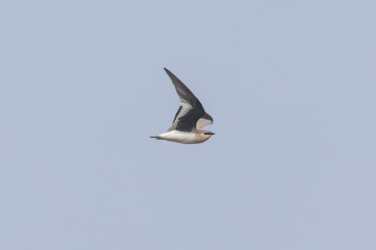 Small Pratincole - Wich’yanan Limparungpatthanakij