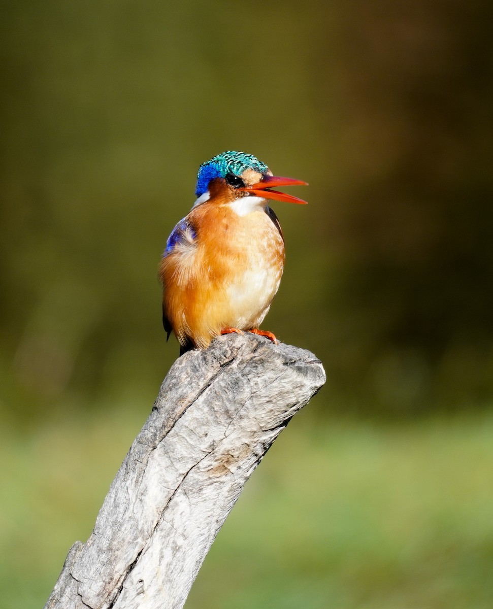 Malachite Kingfisher - ML616853514