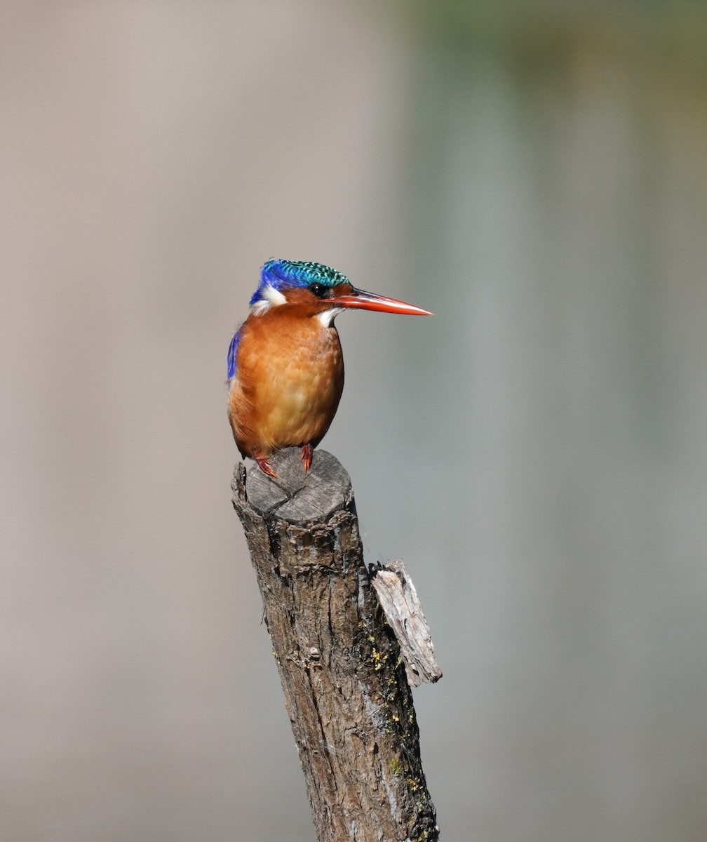 Malachite Kingfisher - ML616853524