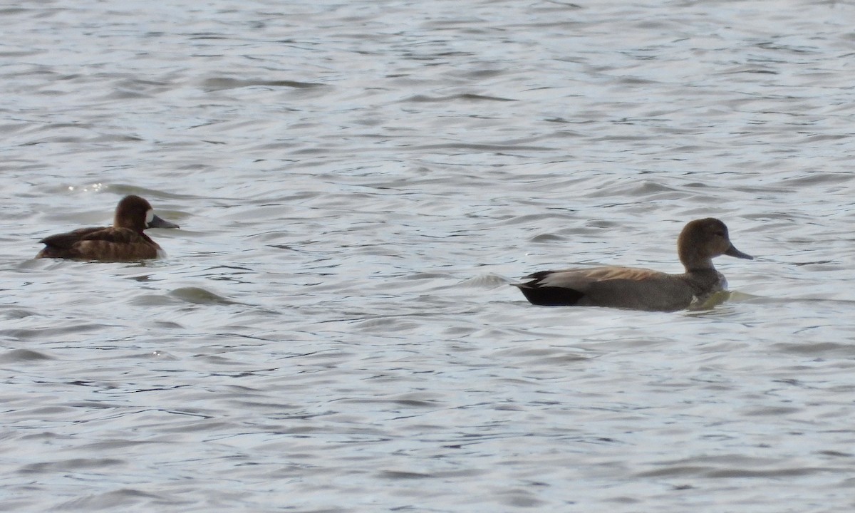 Canard chipeau - ML616853578