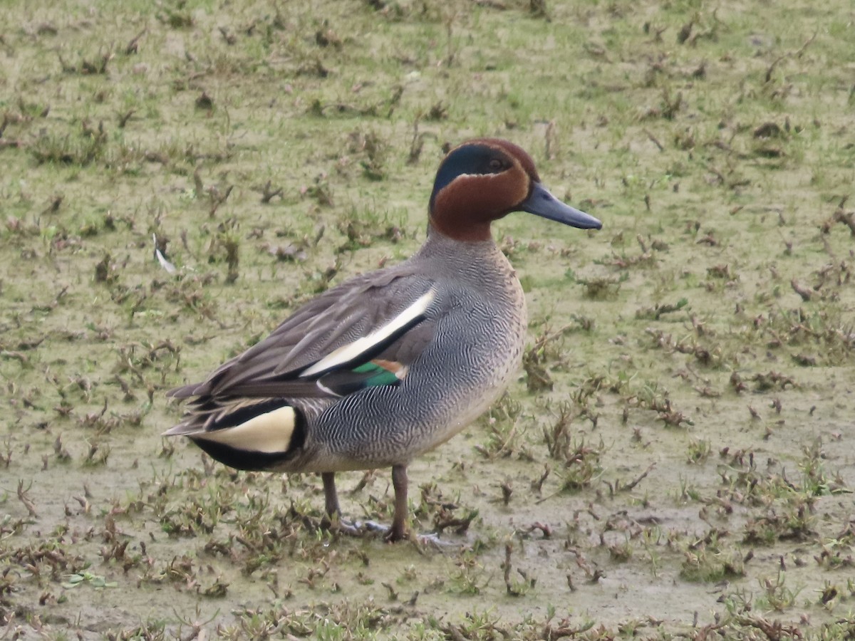 Green-winged Teal - ML616853607