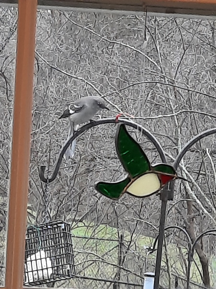 Northern Mockingbird - ML616853665