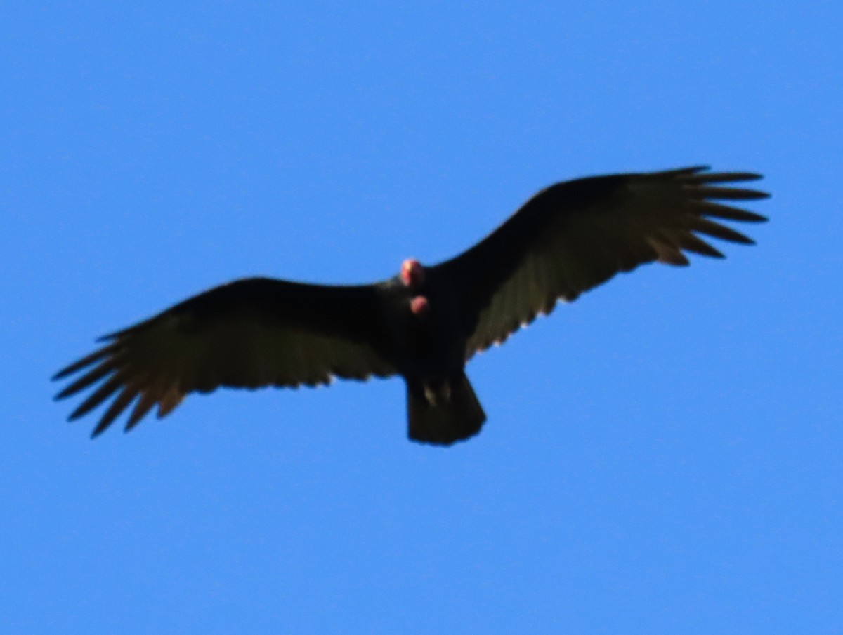 Turkey Vulture - Duston Larsen