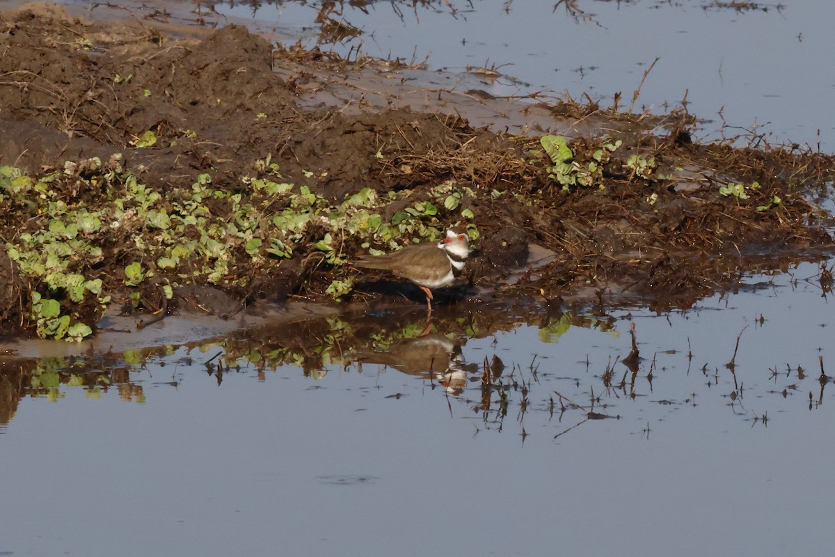 Three-banded Plover - ML616853749