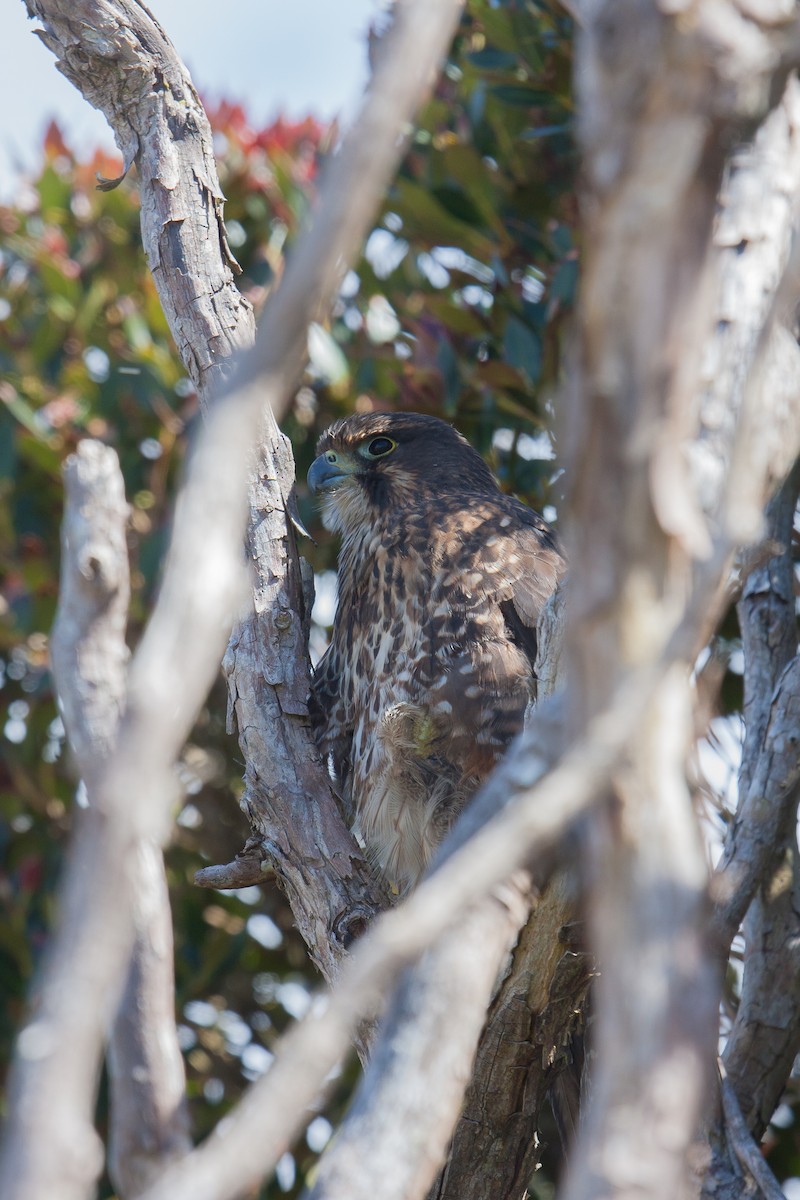 New Zealand Falcon - ML616853753