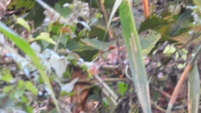 Gray-throated Babbler - ML616853754