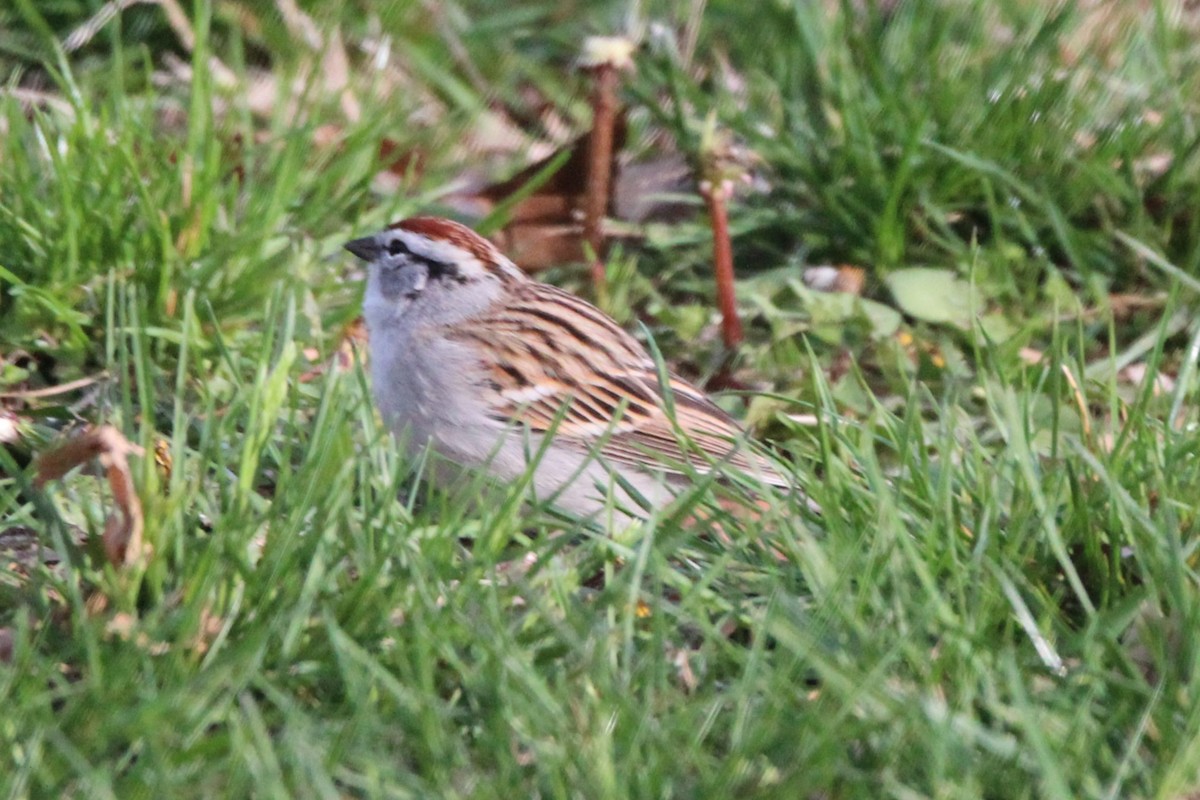 Chipping Sparrow - ML616853763