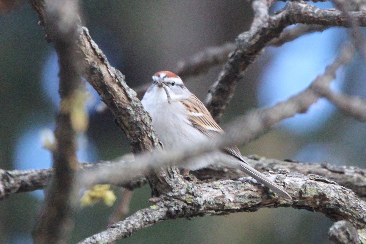 Chipping Sparrow - ML616853764