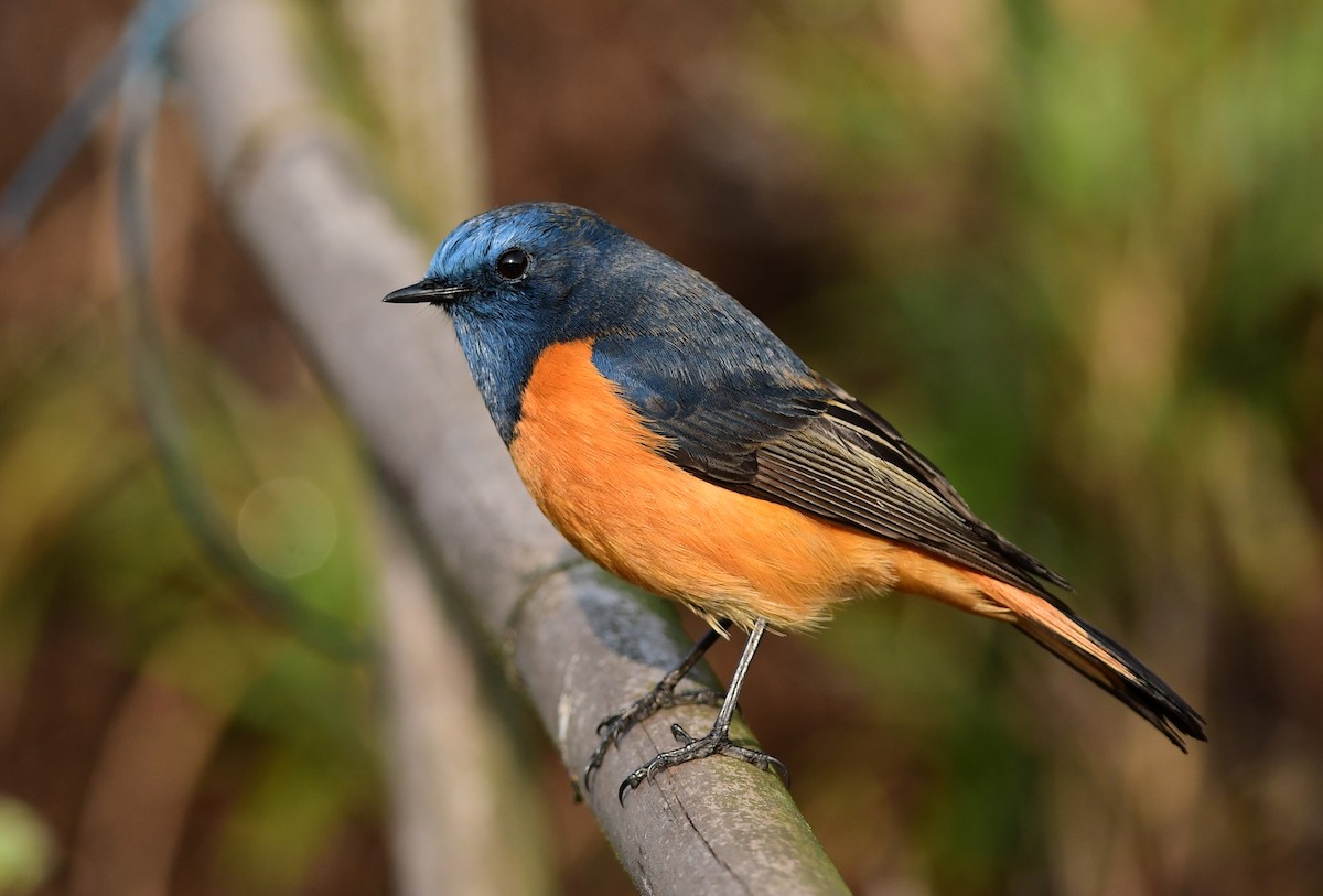 Blue-fronted Redstart - ML616853820