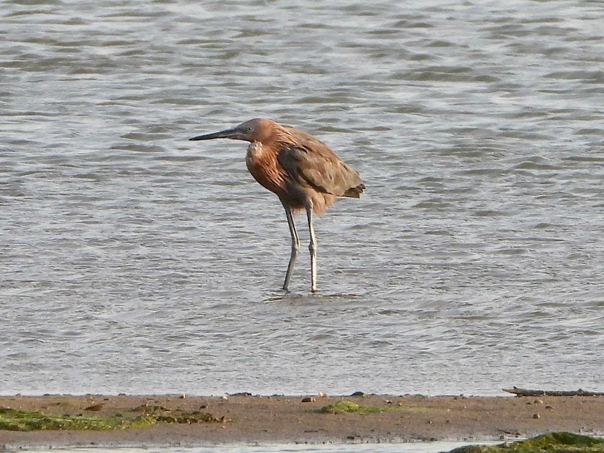 Reddish Egret - ML616853896