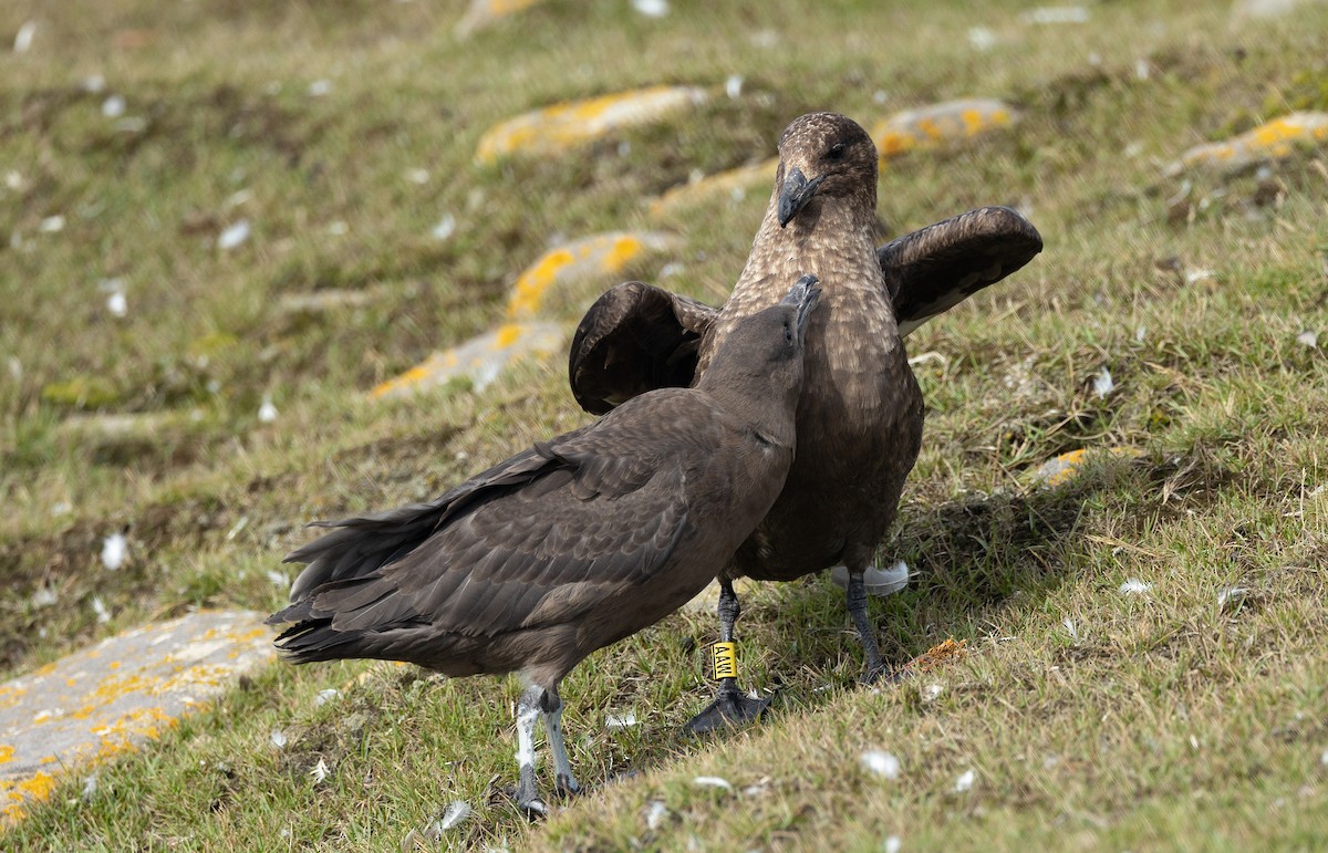 Brown Skua (Falkland) - ML616853936