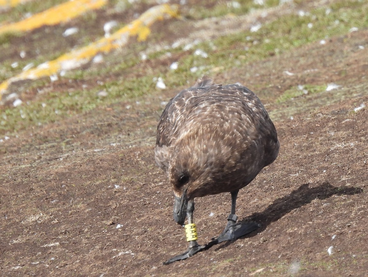 Brown Skua (Falkland) - ML616853937
