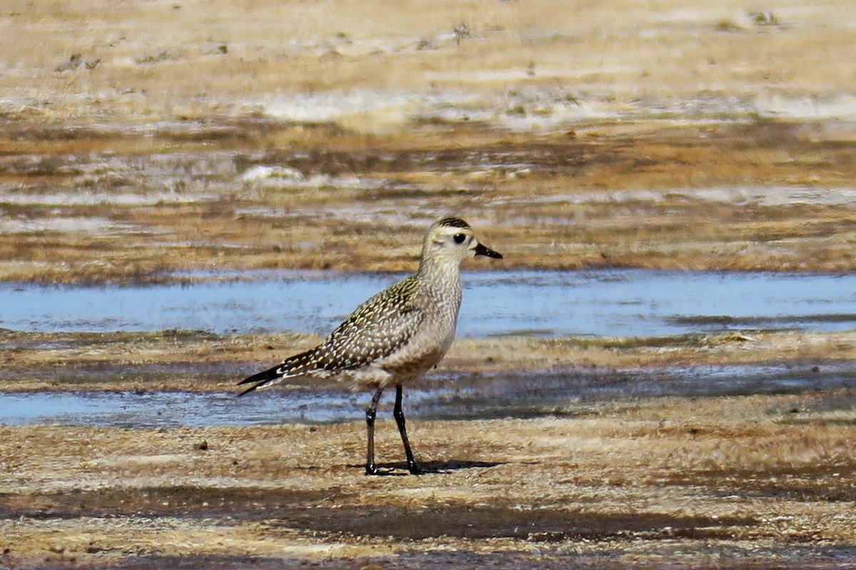 American Golden-Plover - ML616853975