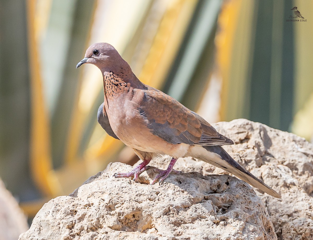 Laughing Dove - ML616853979