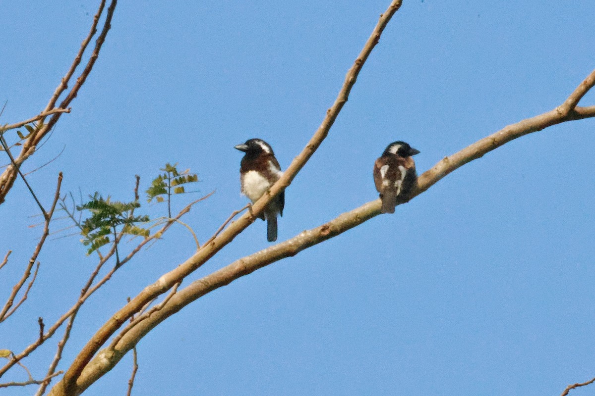 White-eared Barbet - Martin Hosier