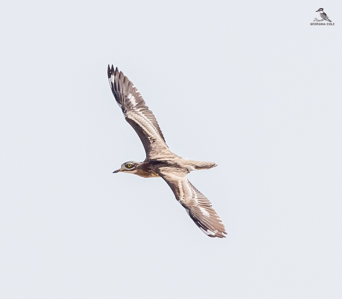 Eurasian Thick-knee - ML616853986