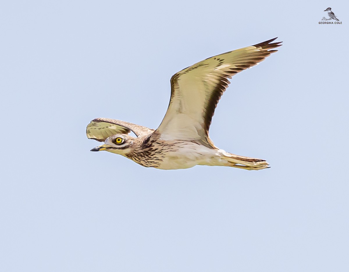 Eurasian Thick-knee - ML616853987