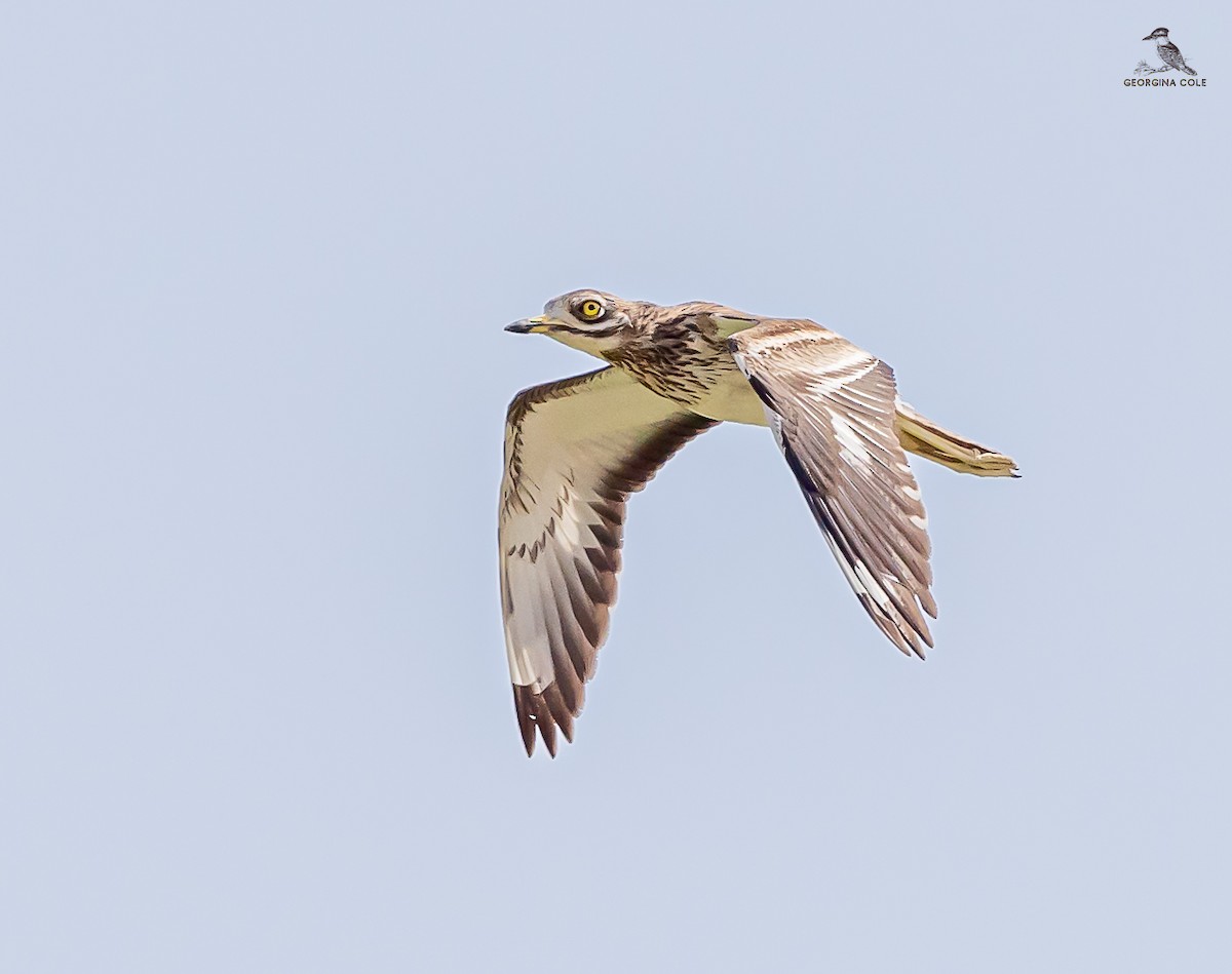 Eurasian Thick-knee - ML616853988