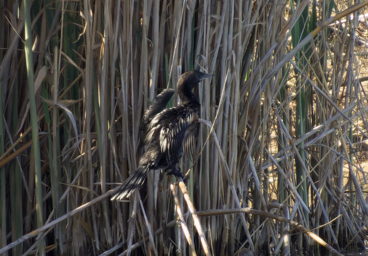 Pygmy Cormorant - ML616853998