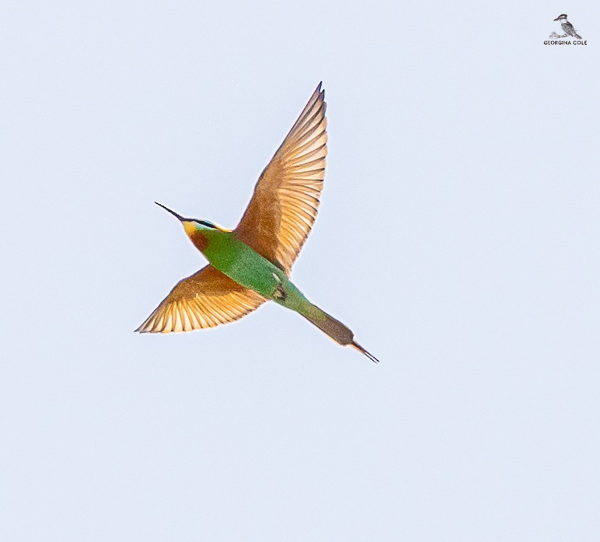 Blue-cheeked Bee-eater - ML616854000