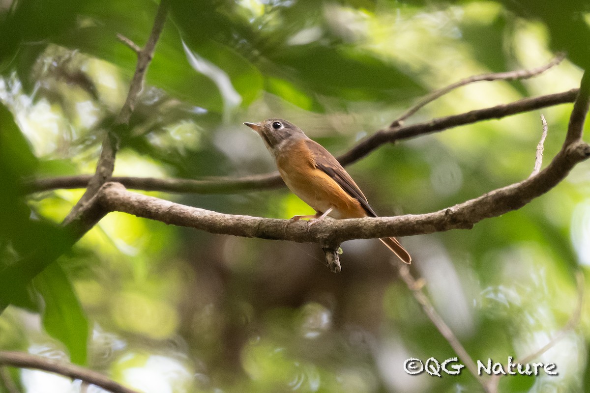 Ferruginous Flycatcher - ML616854026