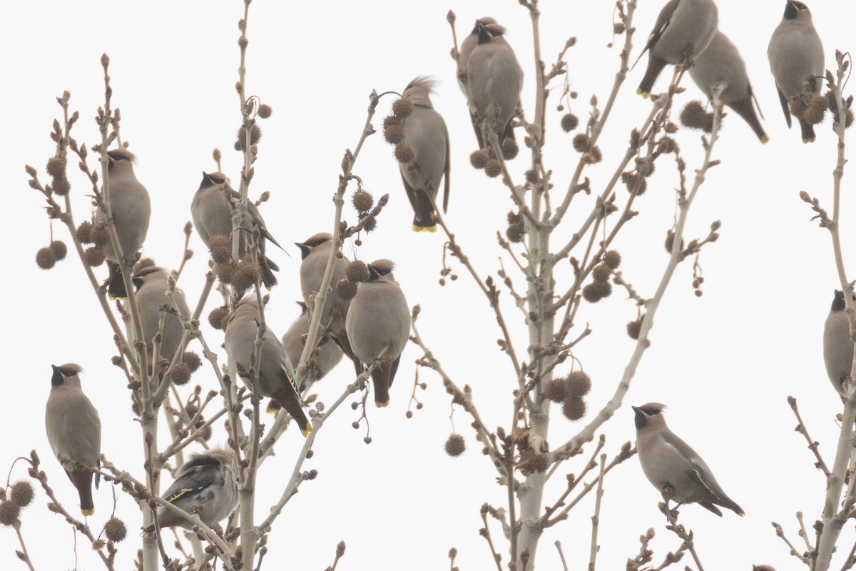 Bohemian Waxwing - ML616854035