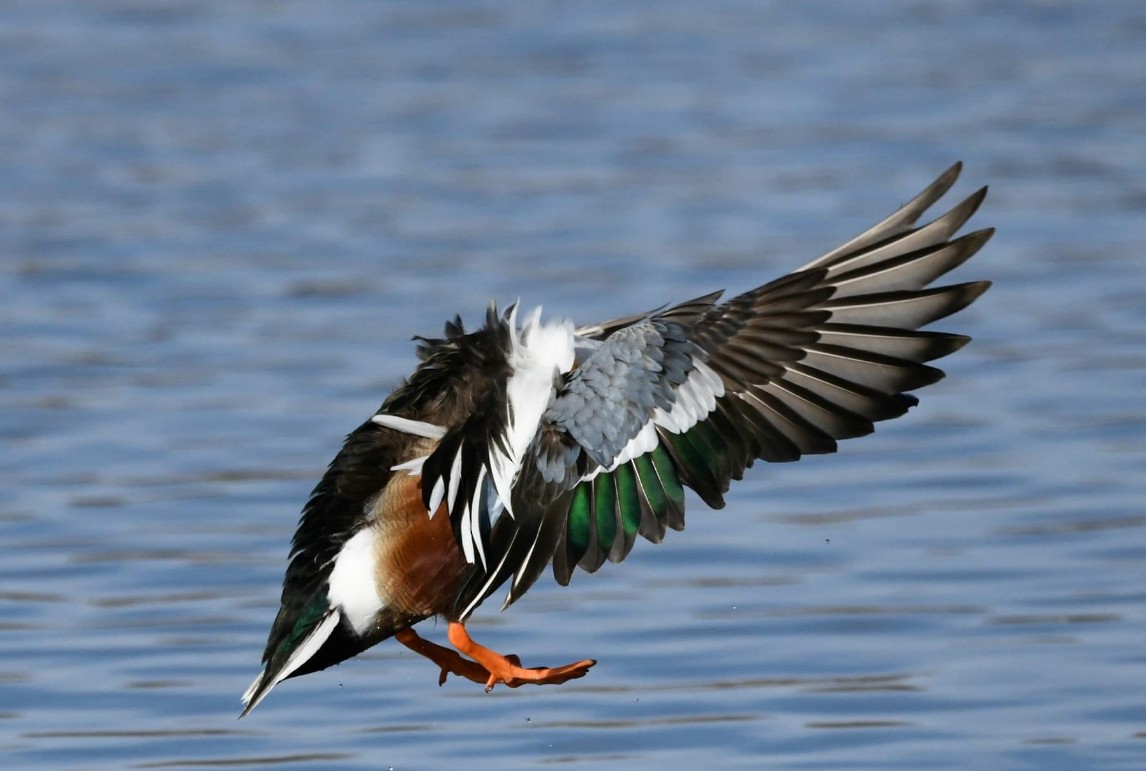 Northern Shoveler - ML616854040