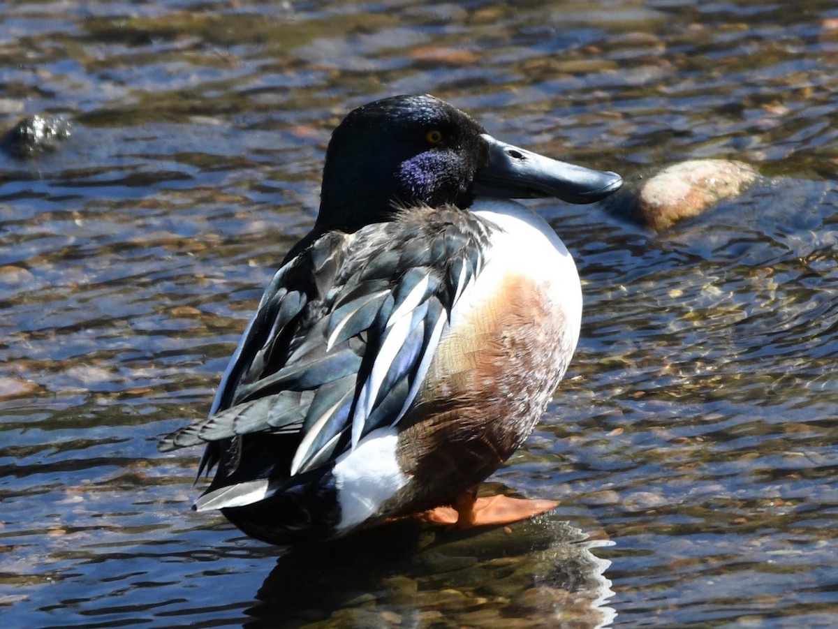 Northern Shoveler - ML616854041