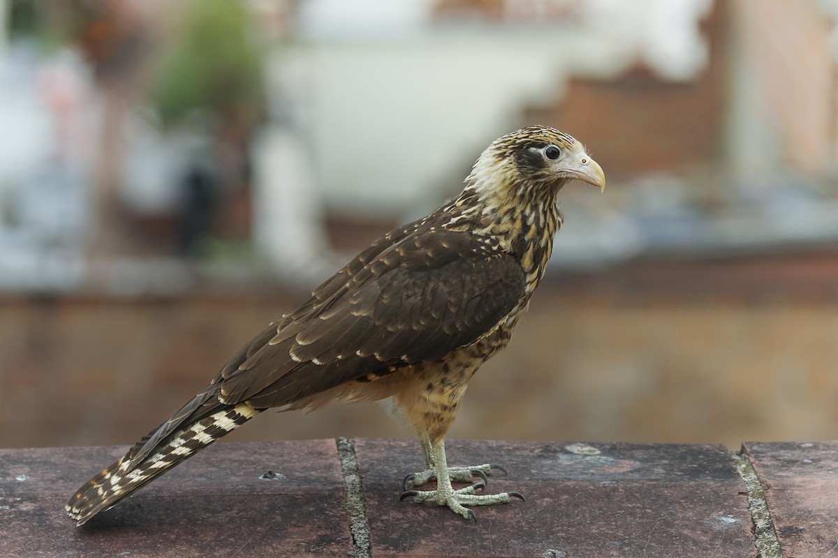 Yellow-headed Caracara - ML616854051