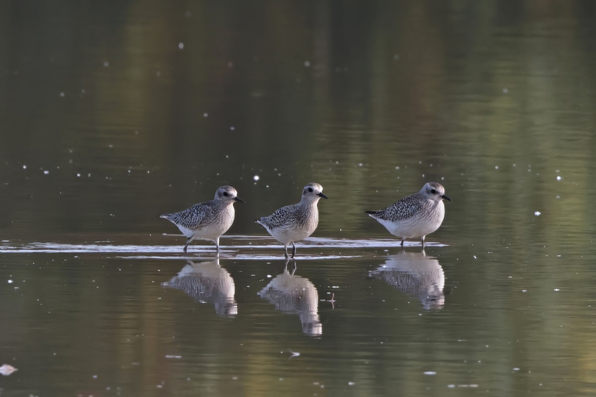 Black-bellied Plover - ML616854075