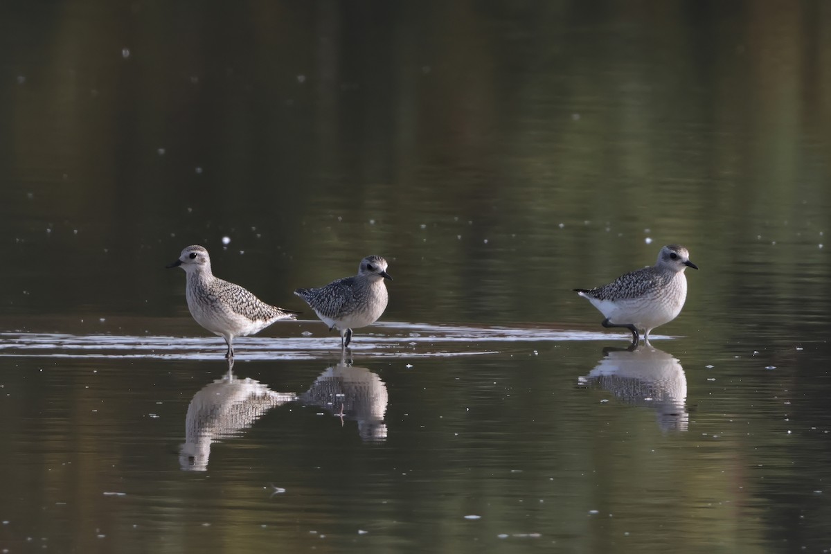 Black-bellied Plover - ML616854076