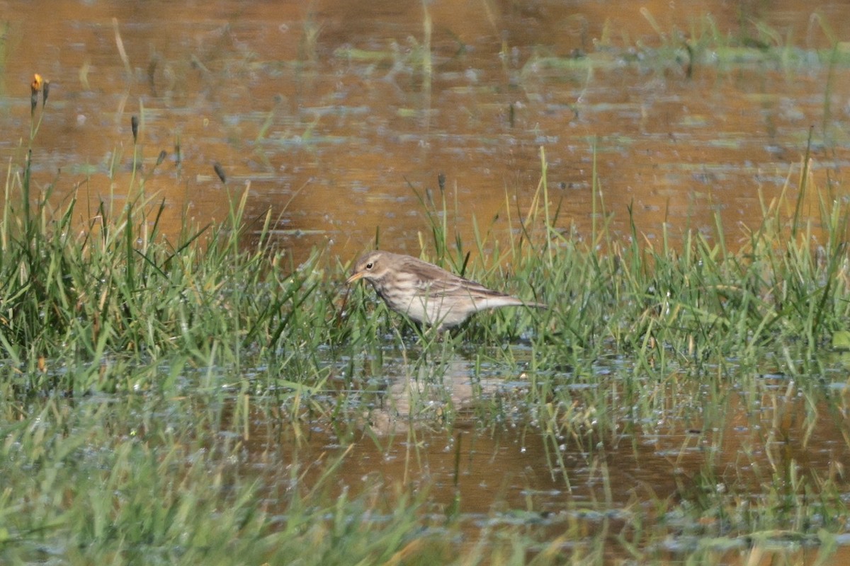 Water Pipit - ML616854176