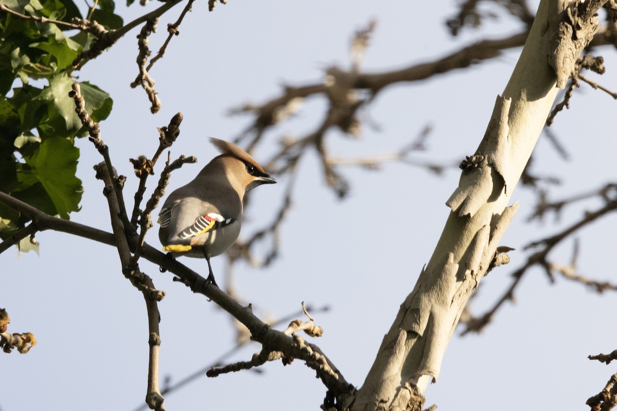 Bohemian Waxwing - ML616854213