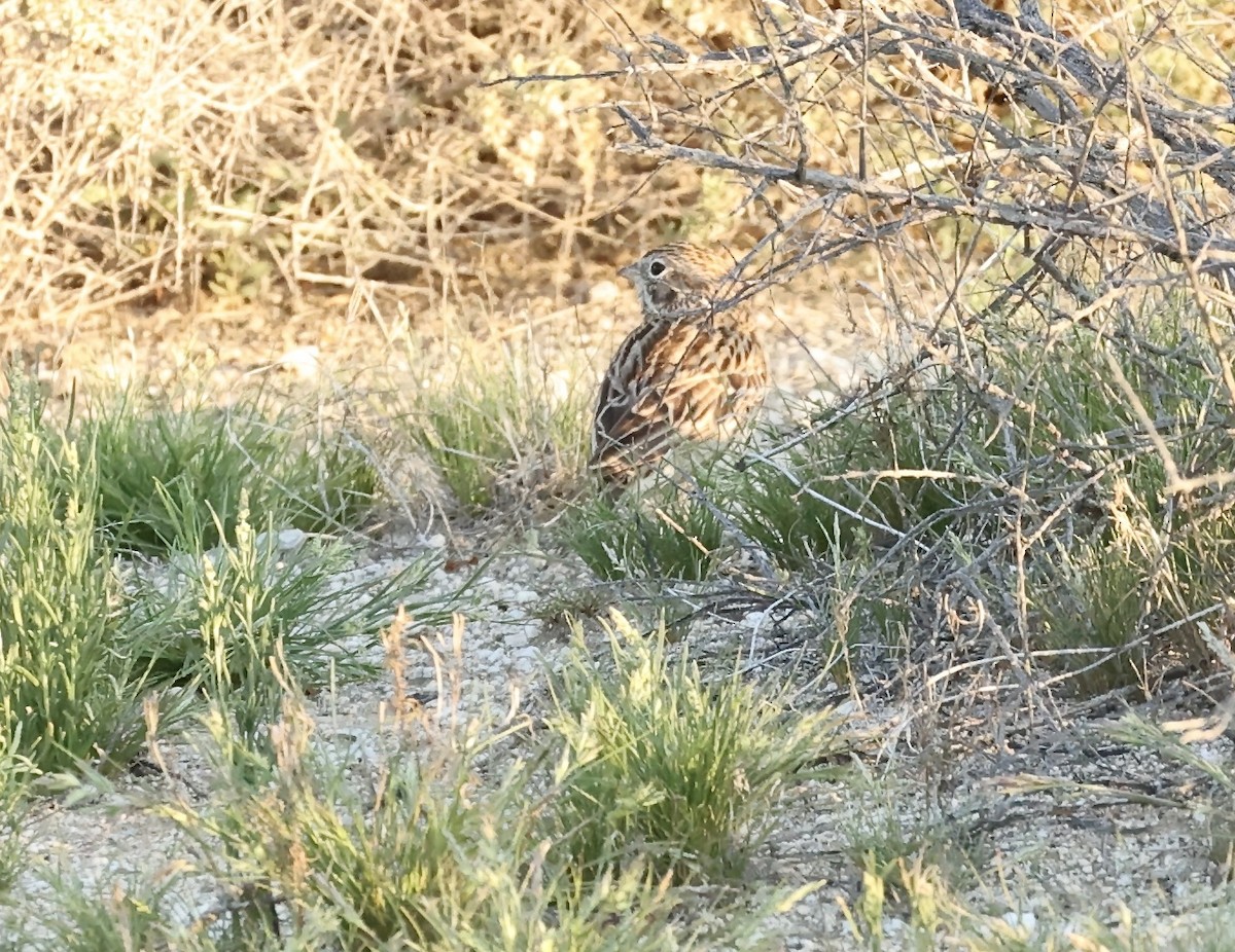 Vesper Sparrow - ML616854215