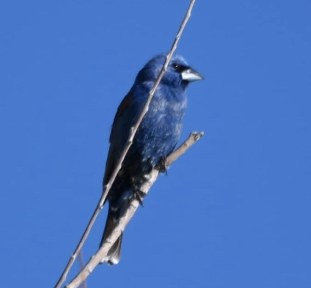 Indigo Bunting - ML616854226