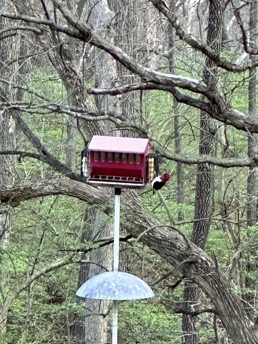 Red-headed Woodpecker - ML616854236