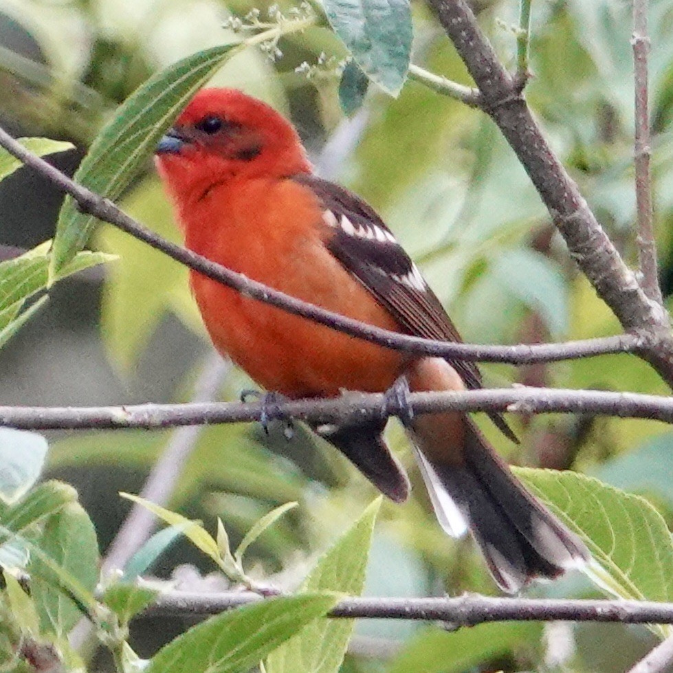Flame-colored Tanager - ML616854246